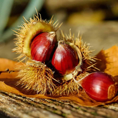 Castan Comestibil - Rădăcină Ambalată Anul 3 - Înălțime la livrare 160–180 cm - Aqua Flowers