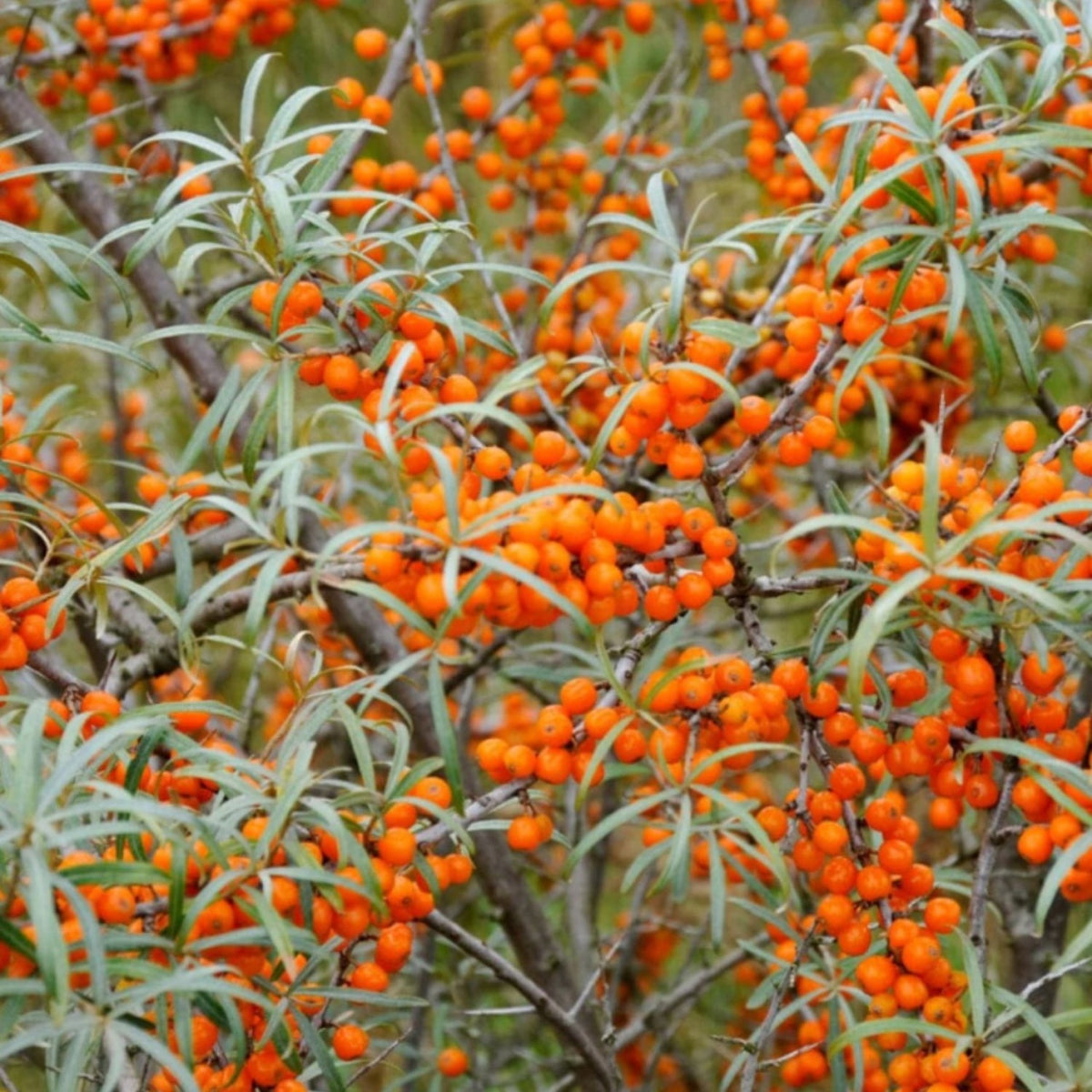 Catina Hippophae Rhamnoides - Ghiveci pentru Culturi Rezistente - Aqua Flowers