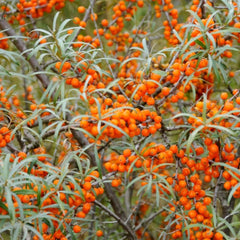 Catina Hippophae Rhamnoides - Ghiveci pentru Culturi Rezistente - Aqua Flowers