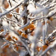 Catina Hippophae Rhamnoides - Ghiveci pentru Culturi Rezistente - Aqua Flowers