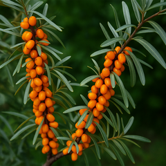 Cătină – Rădăcină Ambalată – Aqua Flowers