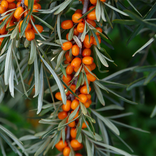 Cătină – Rădăcină Ambalată – Aqua Flowers