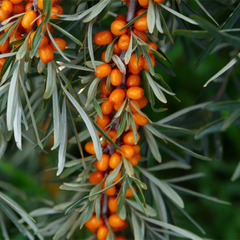 Cătină – Rădăcină Ambalată – Aqua Flowers
