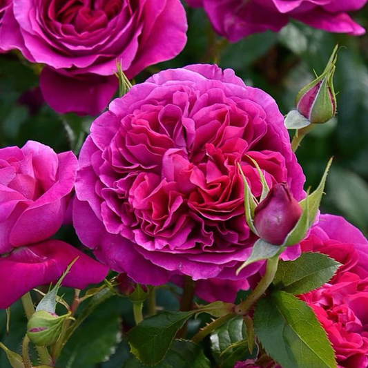 Trandafiri Floribunda Parfumaţi - Cherry - Rădăcină Ambalată Anul 3 - Aqua Flowers