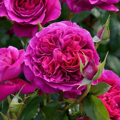 Trandafiri Floribunda Parfumaţi - Cherry - Rădăcină Ambalată Anul 3 - Aqua Flowers