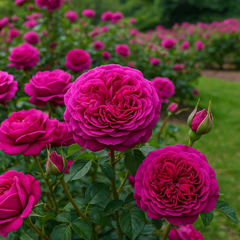 Trandafiri Floribunda Parfumaţi - Cherry - Rădăcină Ambalată Anul 3 - Aqua Flowers