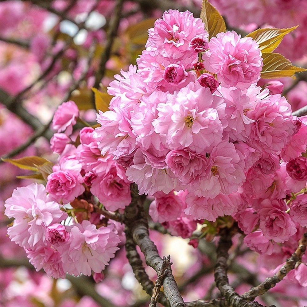 Arbust ornamental - Cires Japonez Pitic - Ghiveci P15 - Aqua Flowers