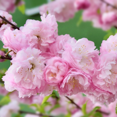 Arbust ornamental - Cires Japonez Pitic - Ghiveci P15 - Aqua Flowers