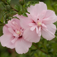 Arbust ornamental - Hibiscus Syriacus Pink Chiffon - Ghiveci 3L - Aqua Flowers