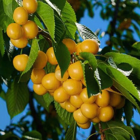 Cires Galben Donissen Bigarreau - Radacina Ambalata, Anul 2 - Soi Dulce si Productiv pentru Gradina - Aqua Flowers