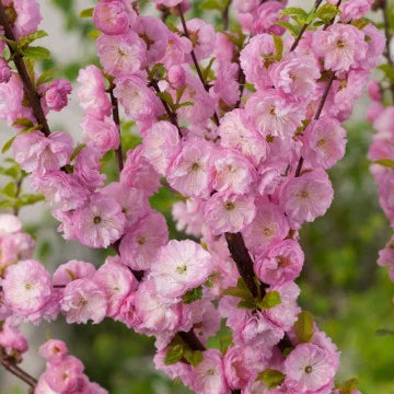 Cireș japonez Prunus Triloba pe picior - Ghiveci - H 90 - 100 m