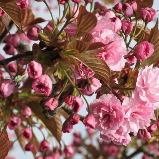 Cireș japonez - Serrulata - Ghiveci - H 80-90 cm