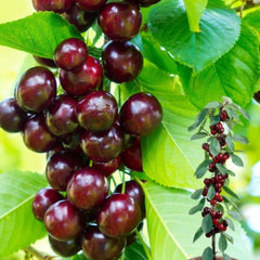 Pachet Promo 4 Pomi Fructiferi Columnari- 1x Mar Columnar Red Love,1x Nectarin Columnar Fantasy,1x Par Columnar Concorde,1x Cires Columnar Sylvia-radacina ambalata-anul 3