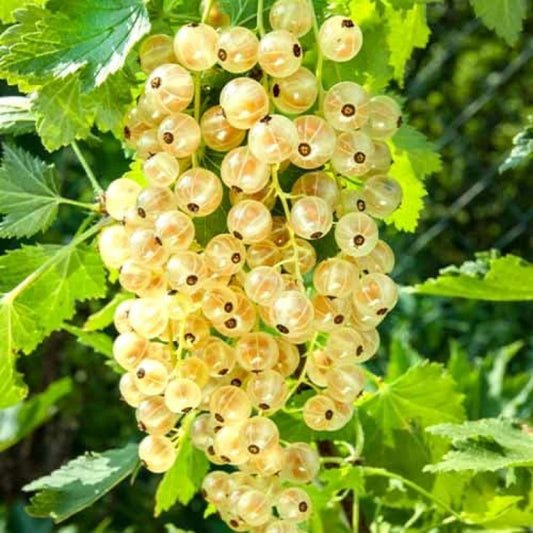 Coacaz alb WEISSE VERSAILLES-GHIVECI 3L