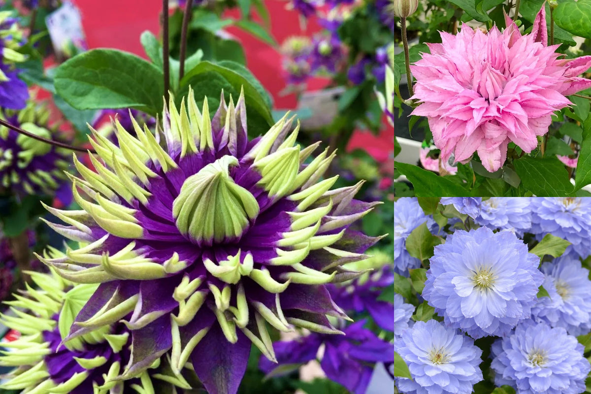Pachetul Clematis Prestige Ghiveci  Collection! 🌸