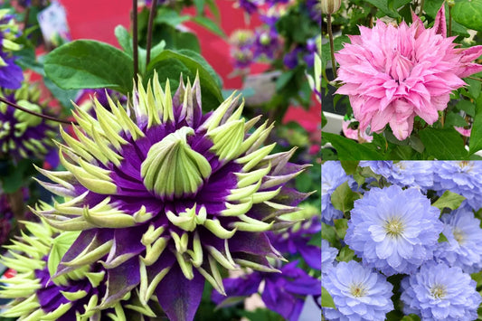 Pachetul Clematis Prestige Ghiveci  Collection! 🌸