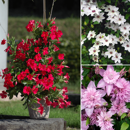 Pachet 7 Plante Cățărătoare & Decorative 🌸