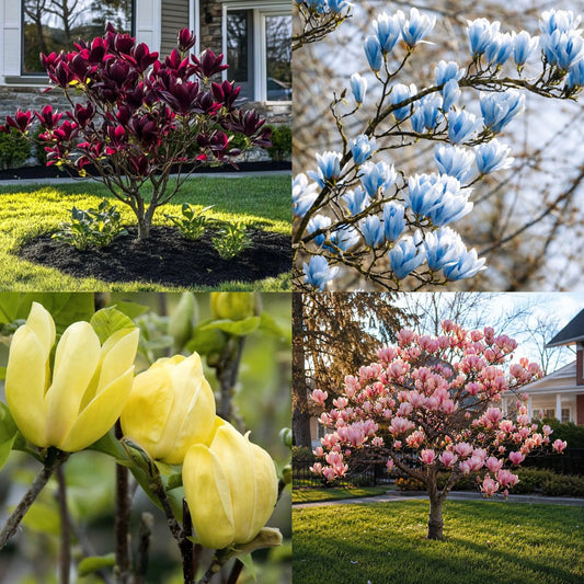 🌈 Magnolia Color Symphony – Colecție Exclusivă cu 4 Magnolii Rare
