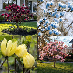 🌈 Magnolia Color Symphony – Colecție Exclusivă cu 4 Magnolii Rare