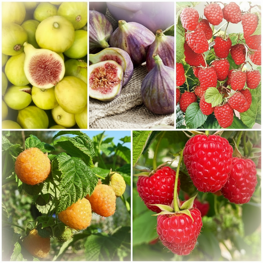 Colecția Gourmet de Smochine și Zmeură