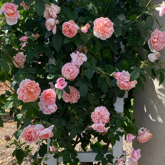 Trandafiri Cataratori Parfumati - Colette - Giveci - Anul 4 - Inaltime la livrare 65-70 cm