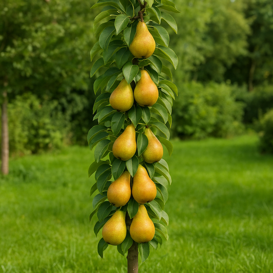 Păr Columnar Concorde - Rădăcină Ambalată Anul 2-3 - Aqua Flowers