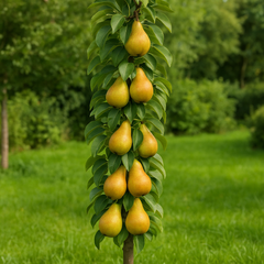 Păr Columnar Concorde - Rădăcină Ambalată Anul 2-3 - Aqua Flowers