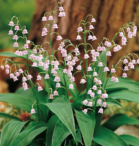 Bulbi Lacramioare Roz - Convallaria majalis Rosea - Pachet 5 Bulb