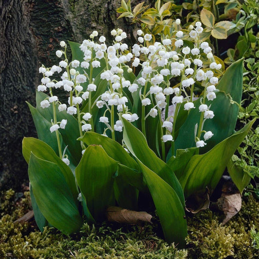 Bulbi Lacramioare Albe - Convallaria majalis - Pachet 5 Bulb