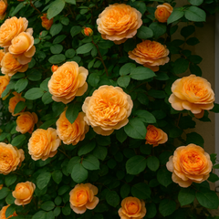 Trandafiri Cățărători Parfumați – Coral – Rădăcină Ambalată – Aqua Flowers