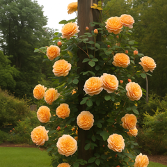 Trandafiri Cățărători Parfumați – Coral – Rădăcină Ambalată – Aqua Flowers