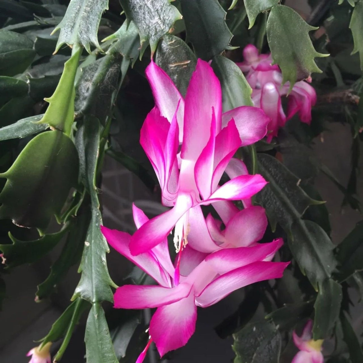 Craciunel Mix 3 Bucati Roz - Pink - Schlumbergera la Ghiveci, Inaltime 20-25 cm - Aqua Flowers