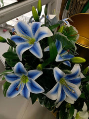 Crin Imperial Blue Parfumat - Pachet 1 Bulb - Aqua Flowers