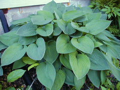 Crini de toamna "Hosta Blue Green" - Ghiveci 1.5L - Aqua Flowers