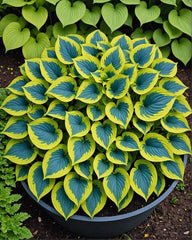 Crini de toamna "Hosta Blue Yellow" - Ghiveci 1.5L - Aqua Flowers