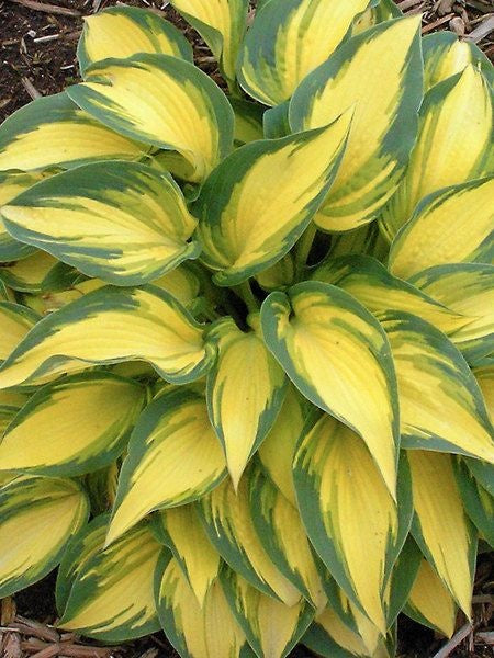 Crini de toamna "Hosta Green Yellow" - Ghiveci 1.5L - Aqua Flowers