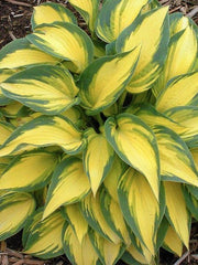 Crini de toamna "Hosta Green Yellow" - Ghiveci 1.5L - Aqua Flowers