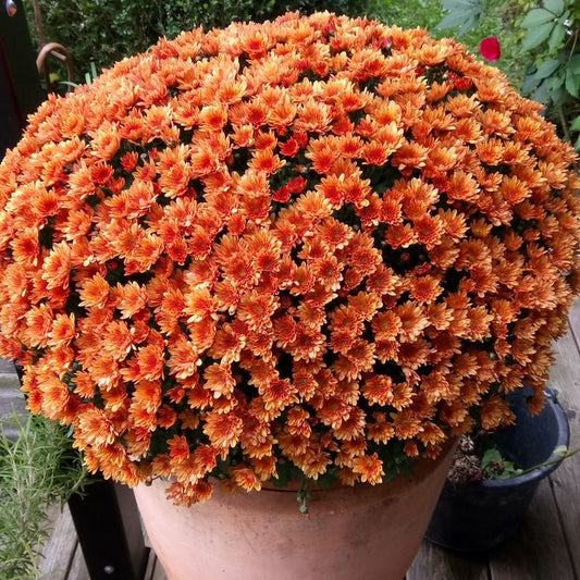 Crizanteme Orange - Ghiveci - Aqua Flowers