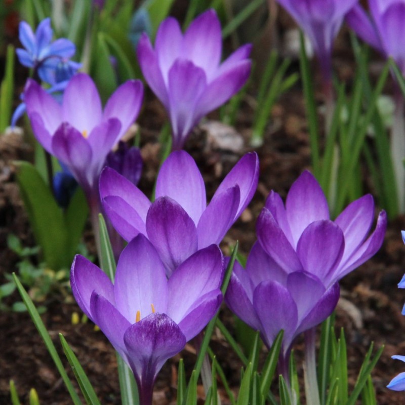 Branduse - Crocus - Ruby Giant – Pachet 5 Bulbi