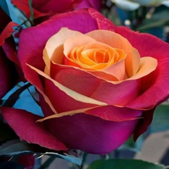 Trandafiri Teahibrizi Parfumaţi - Orange Crush - Rădăcină Ambalată Anul 3 - Aqua Flowers