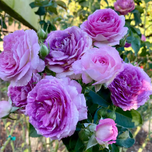 Trandafiri cățărători - Lavender Purple - Rădăcină ambalată - Aqua Flowers