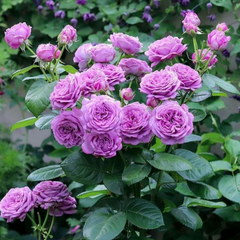 Trandafiri cățărători - Lavender Purple - Rădăcină ambalată - Aqua Flowers