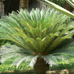 Cycas Revoluta - Palmier Sago - Ghiveci - Aqua Flowers