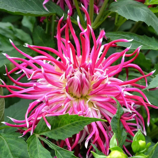 Bulbi Dalia - Popcorn - Pachet 1 bulb