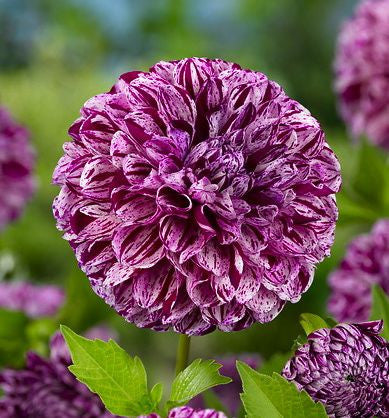 Bulbi Dalia - Marble Ball - Pachet 1 bulb