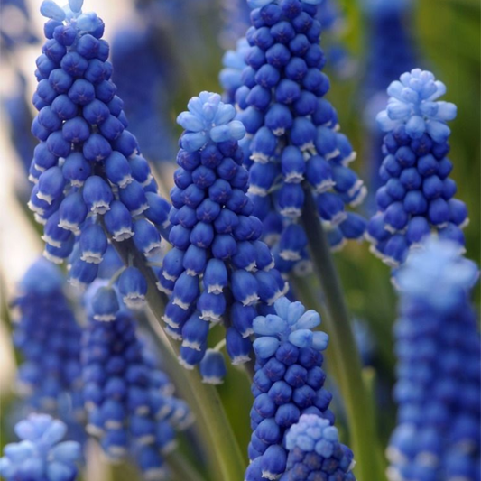 Bulbi Muscari - Dark Eyes Pachet 5 Bulbi - Aqua Flowers