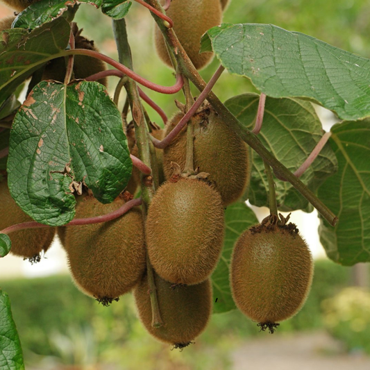 Kiwi Deliciosa Autofertil ( 120-130 cm) – Aqua Flowers