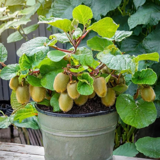 Kiwi – Deliciosa - ghiveci 3L, marime la livrare 80-100 cm
