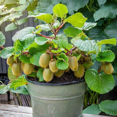 Kiwi – Deliciosa - ghiveci 3L, marime la livrare 80-100 cm