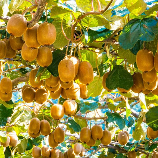 Kiwi – Deliciosa - ghiveci 3L, marime la livrare 80-100 cm